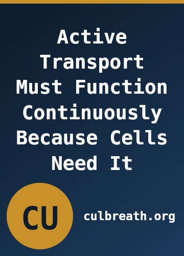 Active Transport Must Function Continuously Because Cells Need It