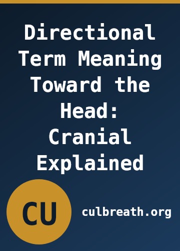 Directional Term Meaning Toward the Head: Cranial Explained