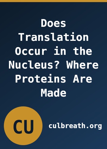 Does Translation Occur in the Nucleus? Where Proteins Are Made