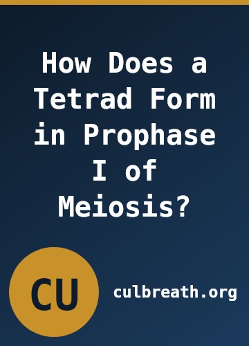 How Does a Tetrad Form in Prophase I of Meiosis?