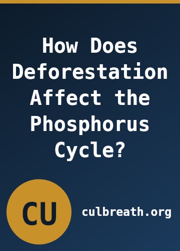 How Does Deforestation Affect the Phosphorus Cycle?
