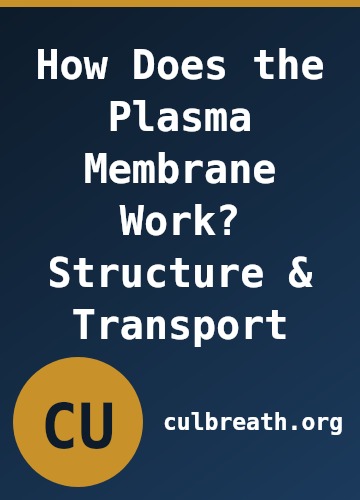 How Does the Plasma Membrane Work? Structure & Transport