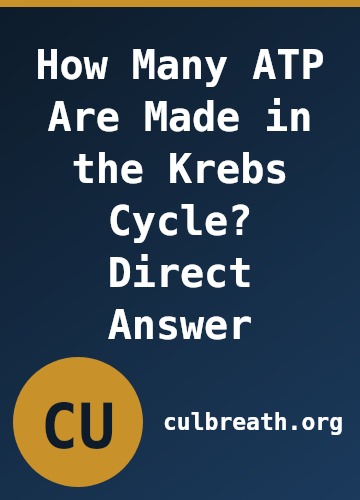 How Many ATP Are Made in the Krebs Cycle? Direct Answer