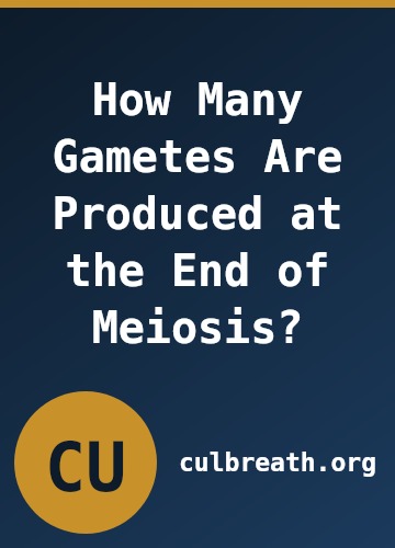 How Many Gametes Are Produced at the End of Meiosis?