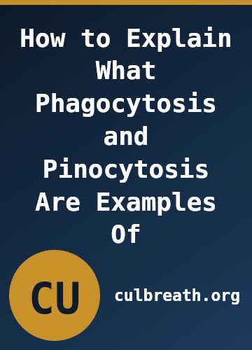 How to Explain What Phagocytosis and Pinocytosis Are Examples Of