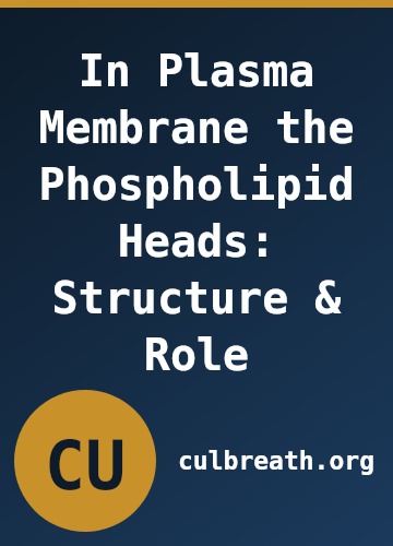 In Plasma Membrane the Phospholipid Heads: Structure & Role