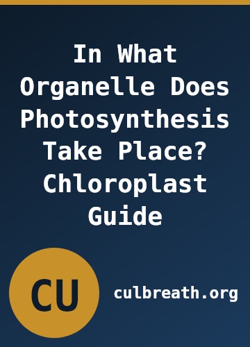 In What Organelle Does Photosynthesis Take Place? Chloroplast Guide