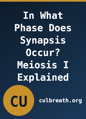 In What Phase Does Synapsis Occur? Meiosis I Explained