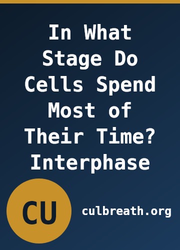 In What Stage Do Cells Spend Most of Their Time? Interphase