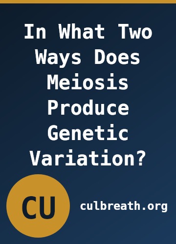 In What Two Ways Does Meiosis Produce Genetic Variation?