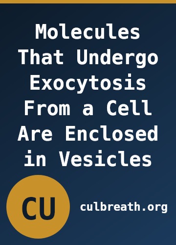Molecules That Undergo Exocytosis From a Cell Are Enclosed in Vesicles
