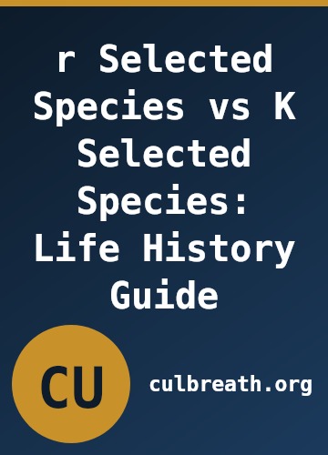 r Selected Species vs K Selected Species: Life History Guide