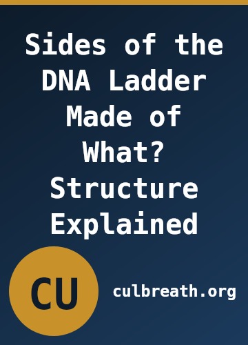 Sides of the DNA Ladder Made of What? Structure Explained