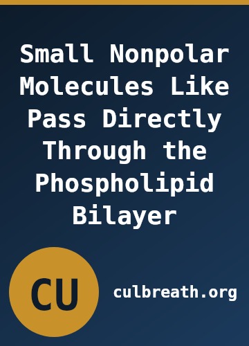 Small Nonpolar Molecules Like Pass Directly Through the Phospholipid Bilayer