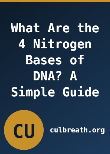 What Are the 4 Nitrogen Bases of DNA? A Simple Guide