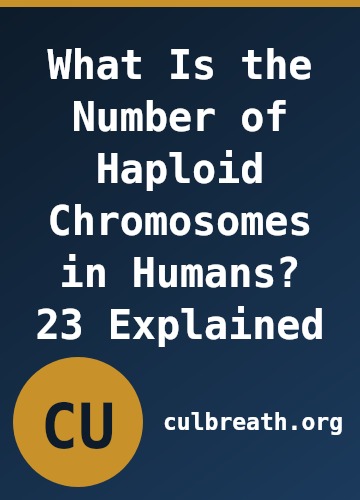What Is the Number of Haploid Chromosomes in Humans? 23 Explained