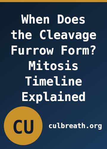 When Does the Cleavage Furrow Form? Mitosis Timeline Explained
