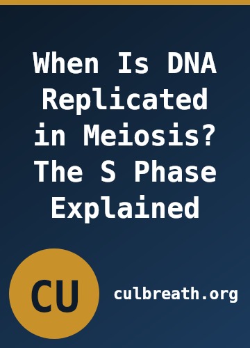 When Is DNA Replicated in Meiosis? The S Phase Explained