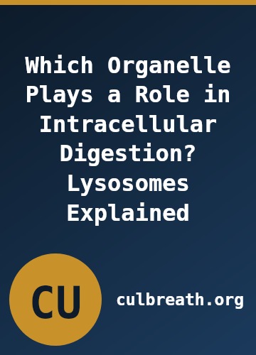 Which Organelle Plays a Role in Intracellular Digestion? Lysosomes Explained
