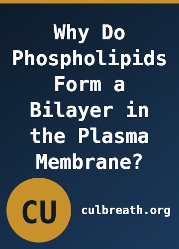Why Do Phospholipids Form a Bilayer in the Plasma Membrane?