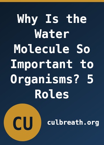 Why Is the Water Molecule So Important to Organisms? 5 Roles