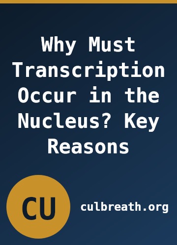 Why Must Transcription Occur in the Nucleus? Key Reasons