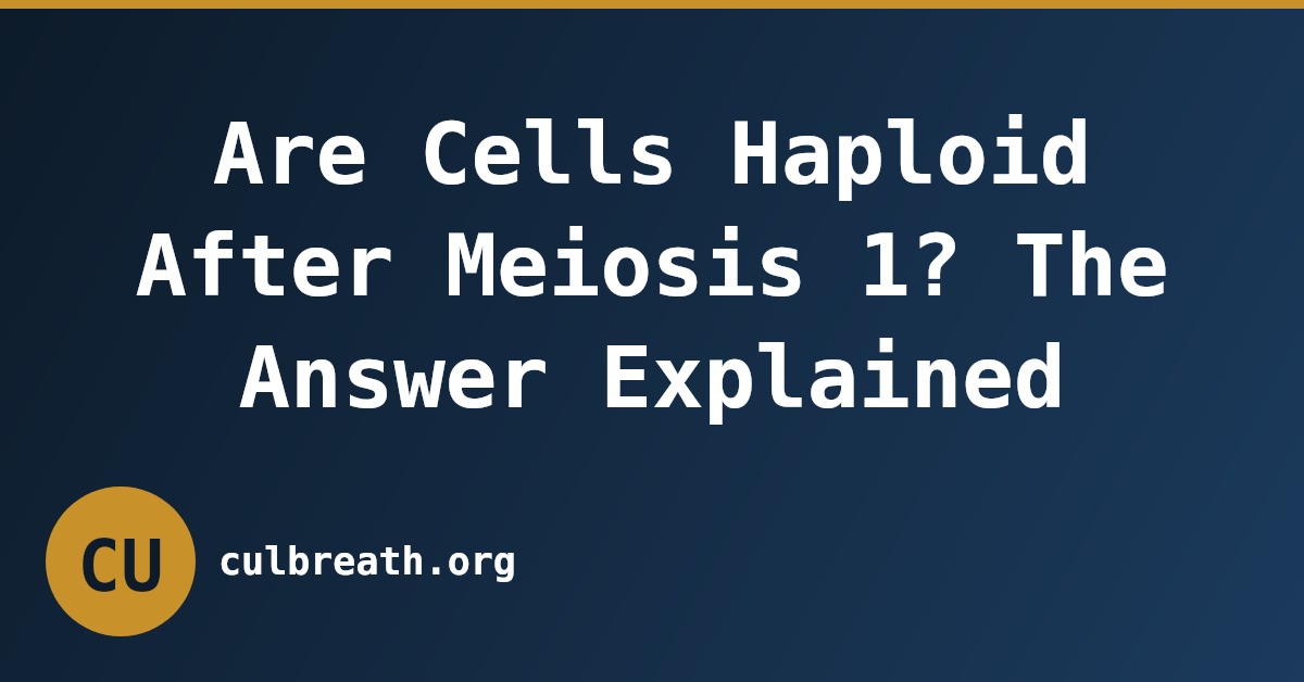 Are Cells Haploid After Meiosis 1? The Answer Explained