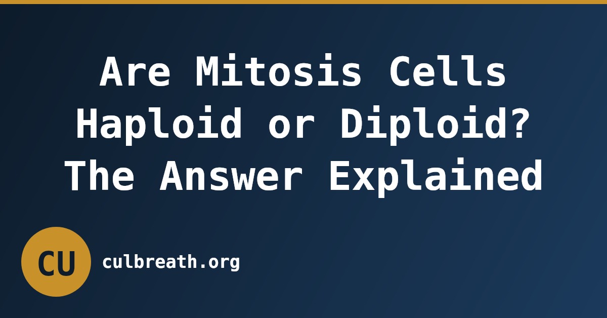 Are Mitosis Cells Haploid or Diploid? The Answer Explained