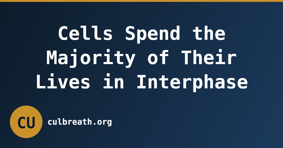 Cells Spend the Majority of Their Lives in Interphase