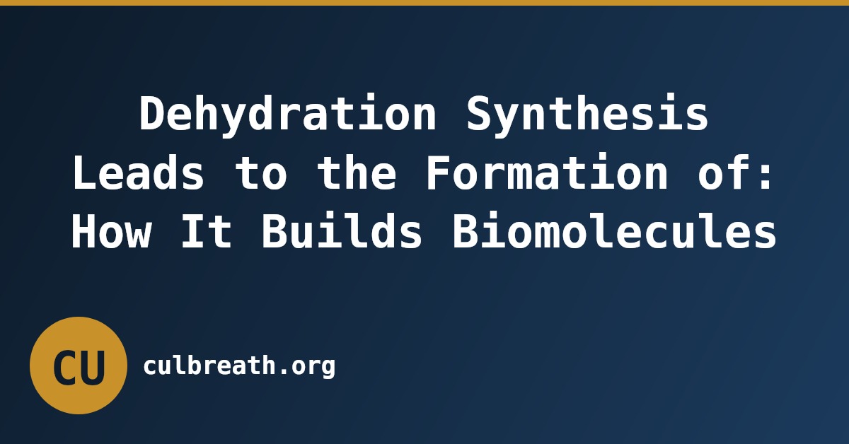 Dehydration Synthesis Leads to the Formation of: How It Builds Biomolecules