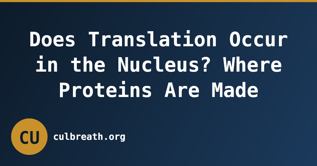 Does Translation Occur in the Nucleus? Where Proteins Are Made