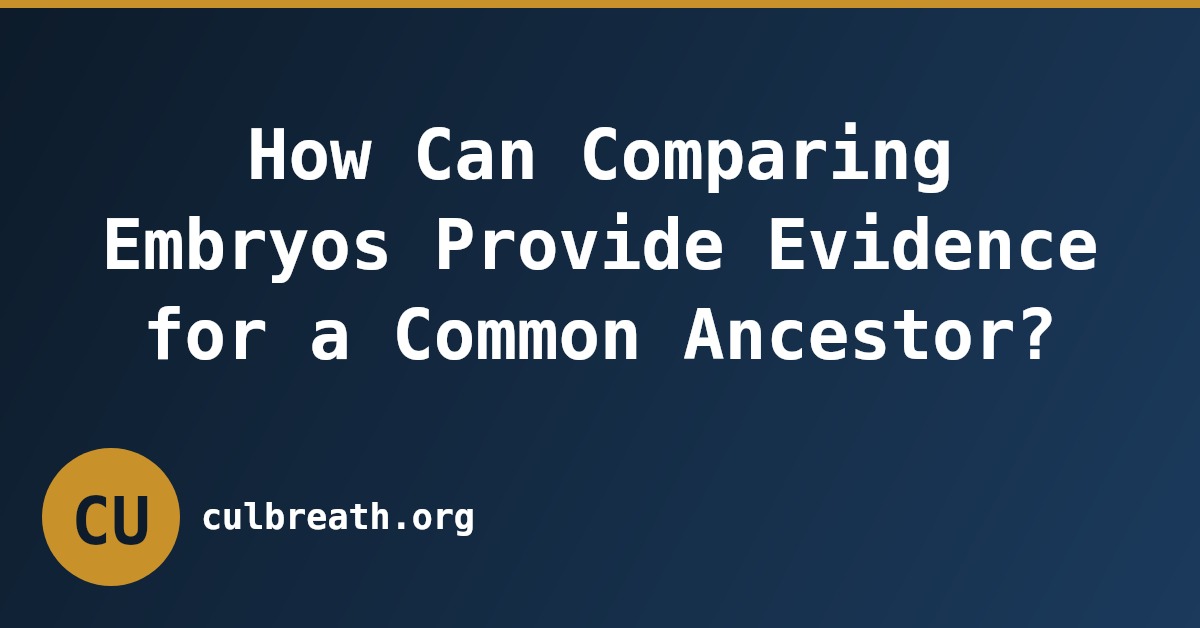 How Can Comparing Embryos Provide Evidence for a Common Ancestor?