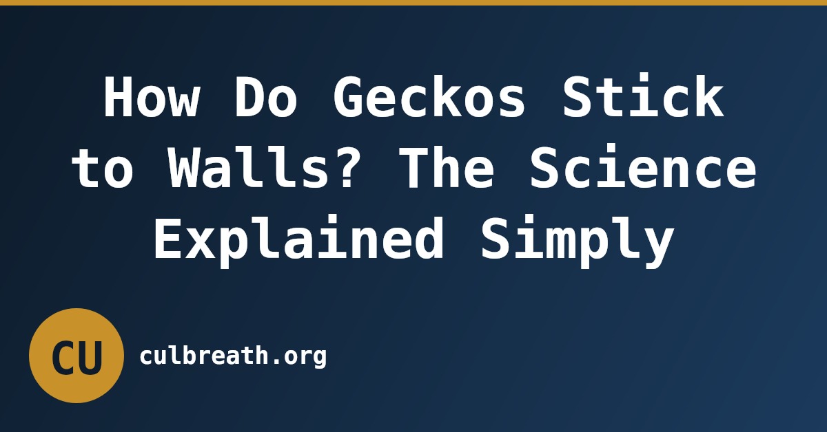 How Do Geckos Stick to Walls? The Science Explained Simply
