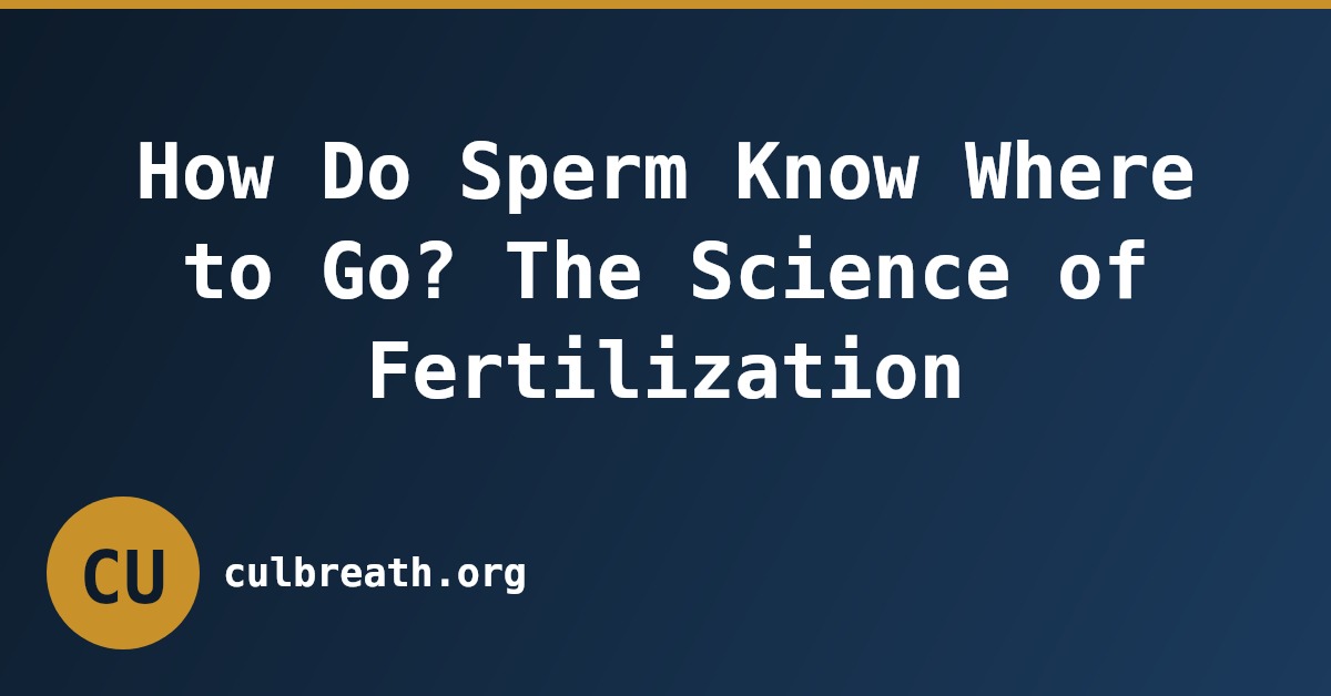 How Do Sperm Know Where to Go? The Science of Fertilization