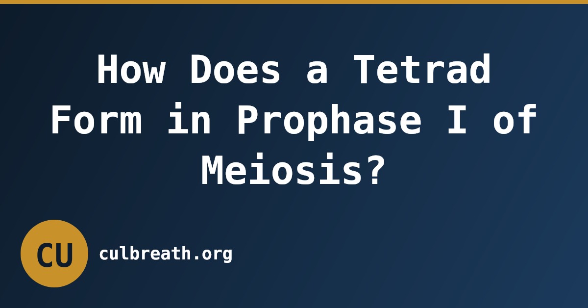 How Does a Tetrad Form in Prophase I of Meiosis?