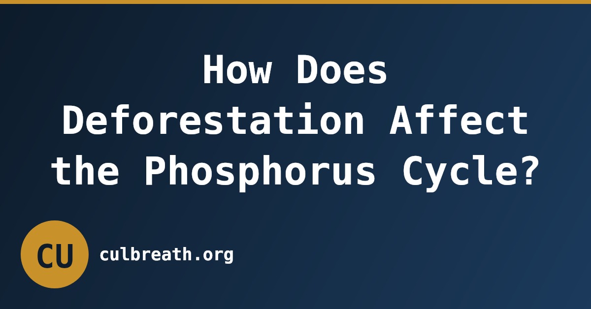 How Does Deforestation Affect the Phosphorus Cycle?
