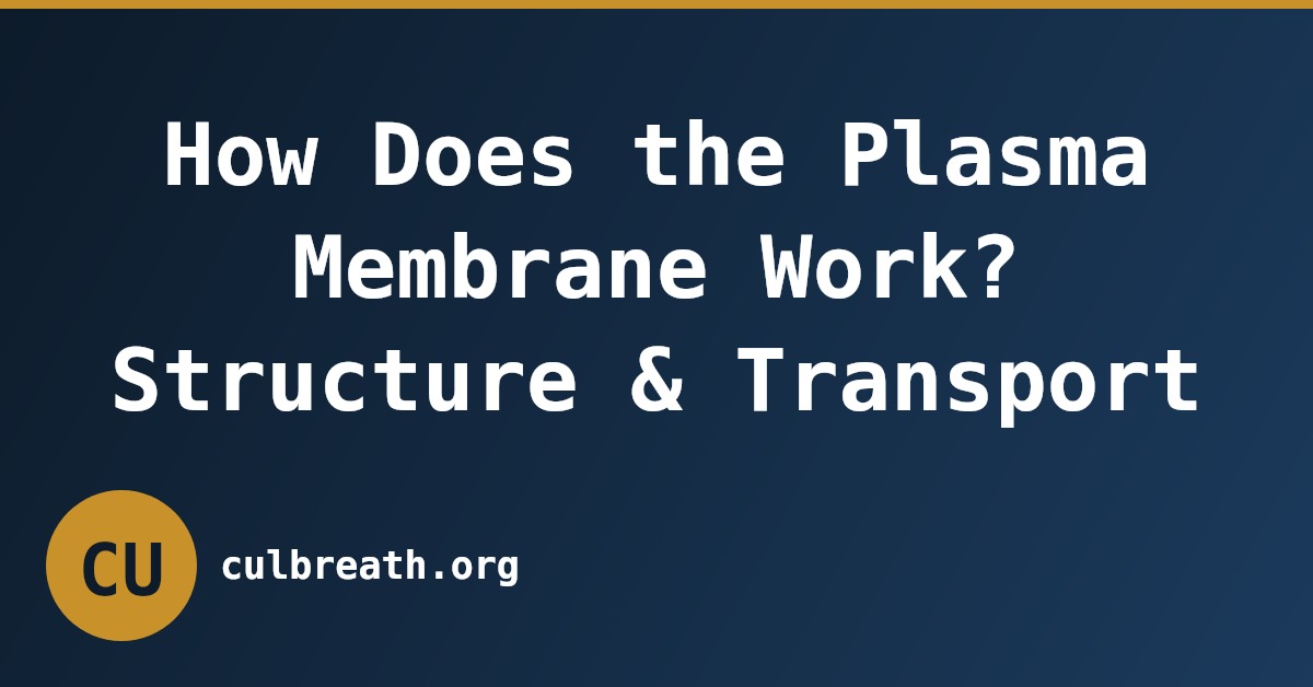 How Does the Plasma Membrane Work? Structure & Transport