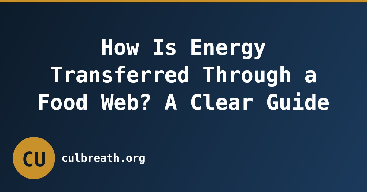 How Is Energy Transferred Through a Food Web? A Clear Guide