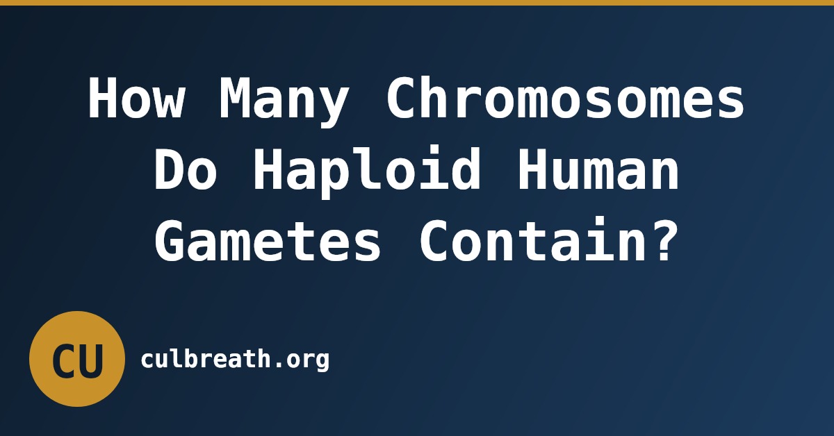 How Many Chromosomes Do Haploid Human Gametes Contain?