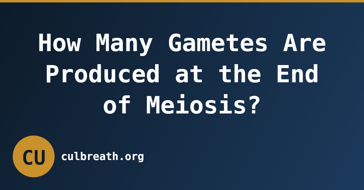 How Many Gametes Are Produced at the End of Meiosis?