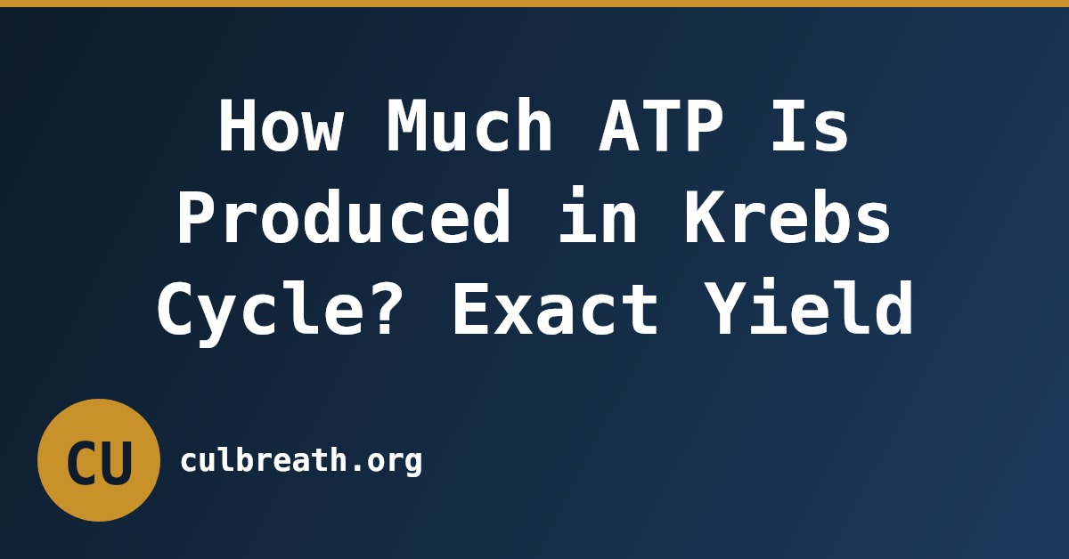How Much ATP Is Produced in Krebs Cycle? Exact Yield