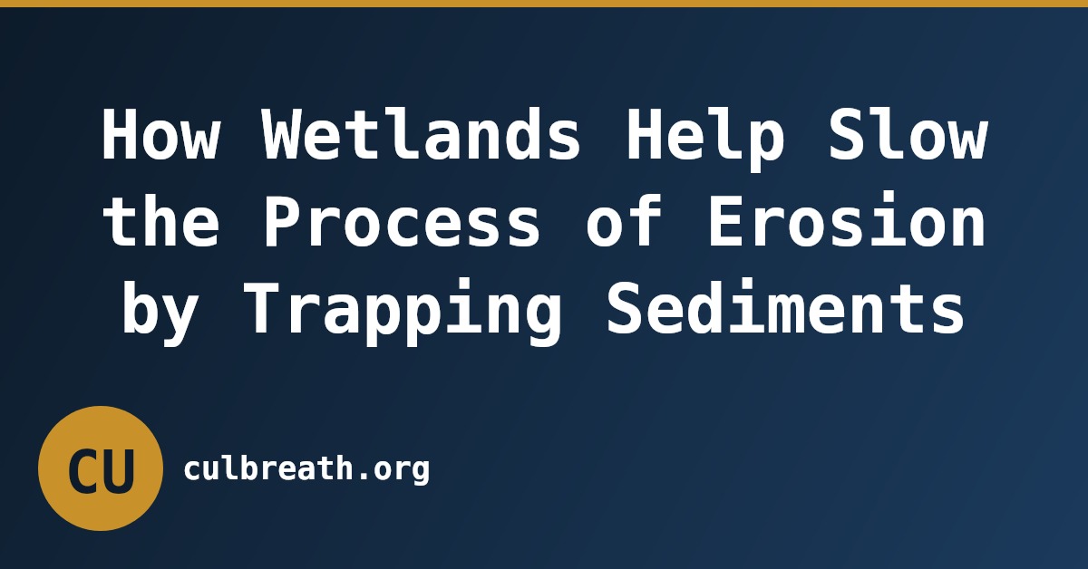 How Wetlands Help Slow the Process of Erosion by Trapping Sediments