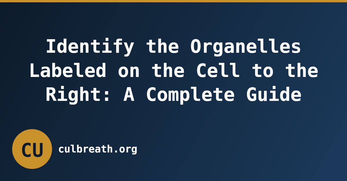 Identify the Organelles Labeled on the Cell to the Right: A Complete Guide