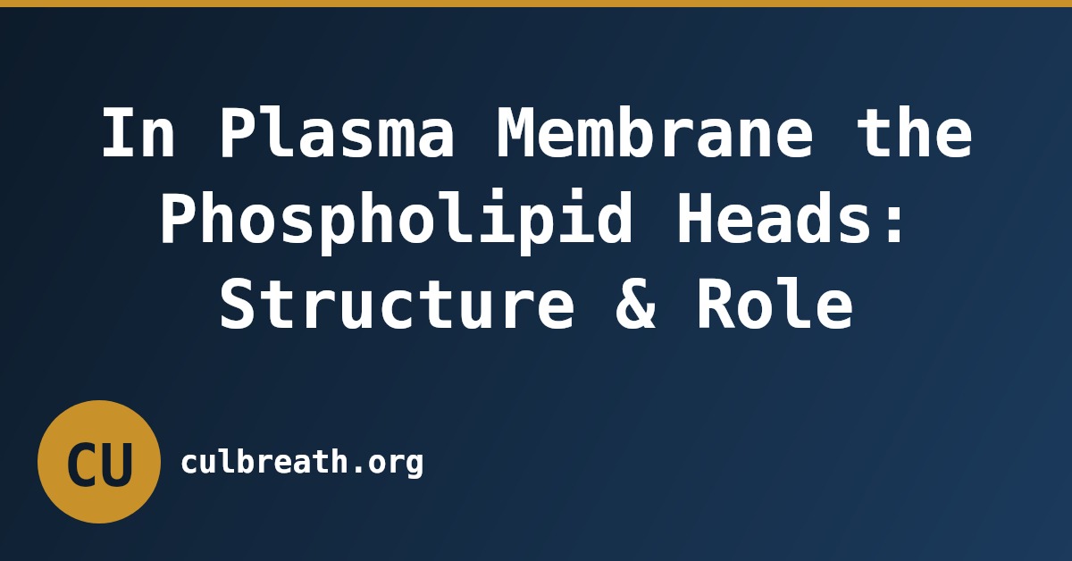 In Plasma Membrane the Phospholipid Heads: Structure & Role