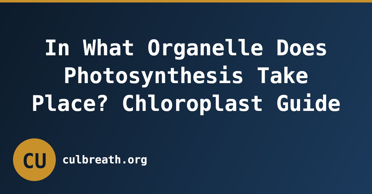In What Organelle Does Photosynthesis Take Place? Chloroplast Guide