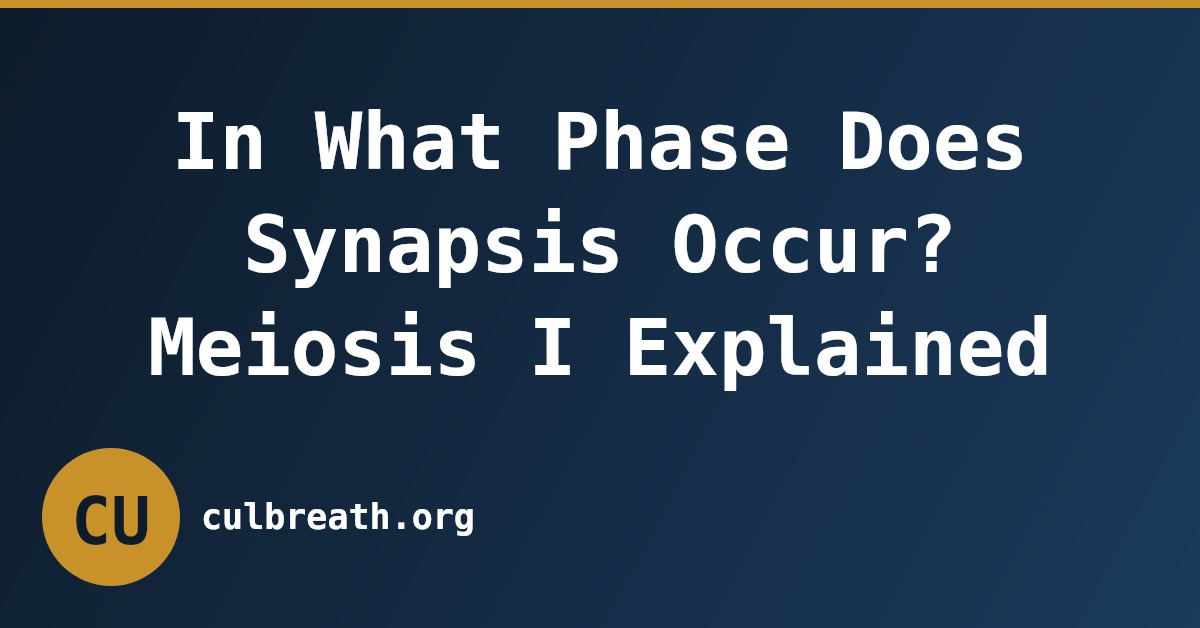 In What Phase Does Synapsis Occur? Meiosis I Explained