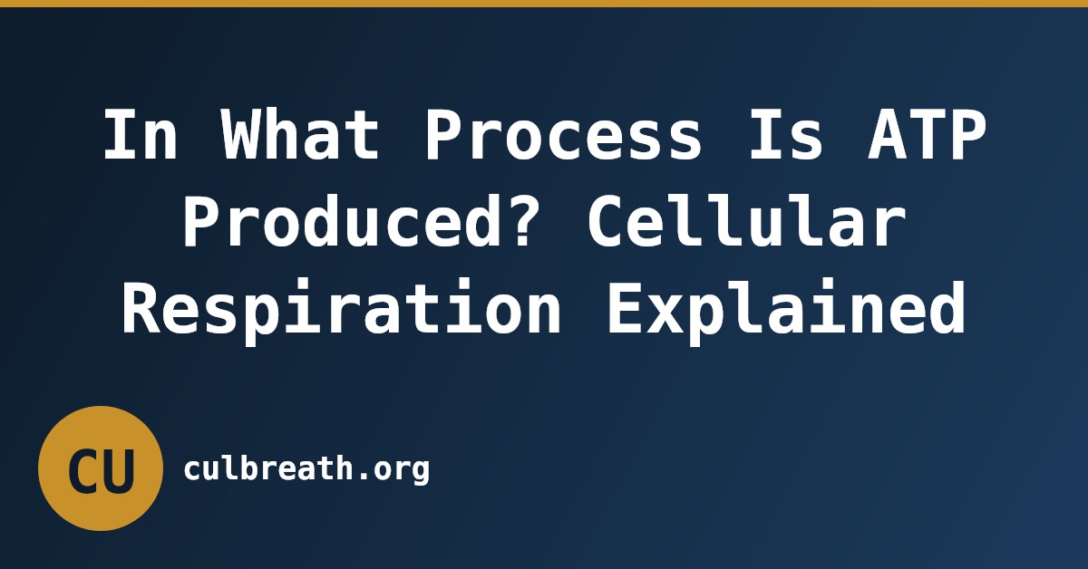 In What Process Is ATP Produced? Cellular Respiration Explained