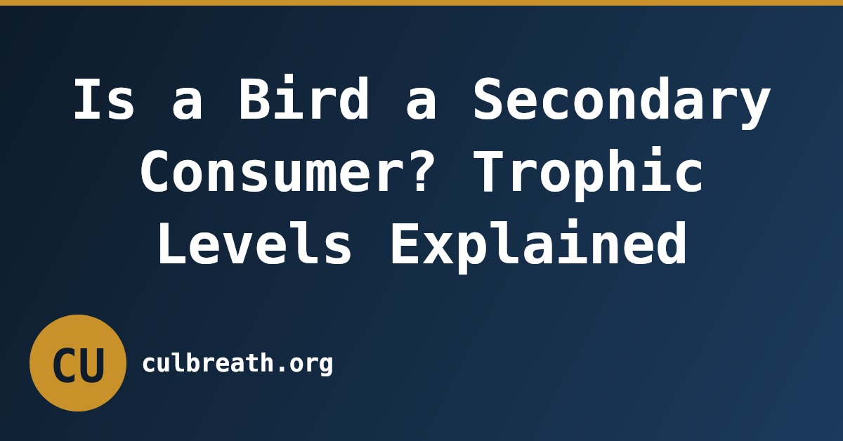 Is a Bird a Secondary Consumer? Trophic Levels Explained