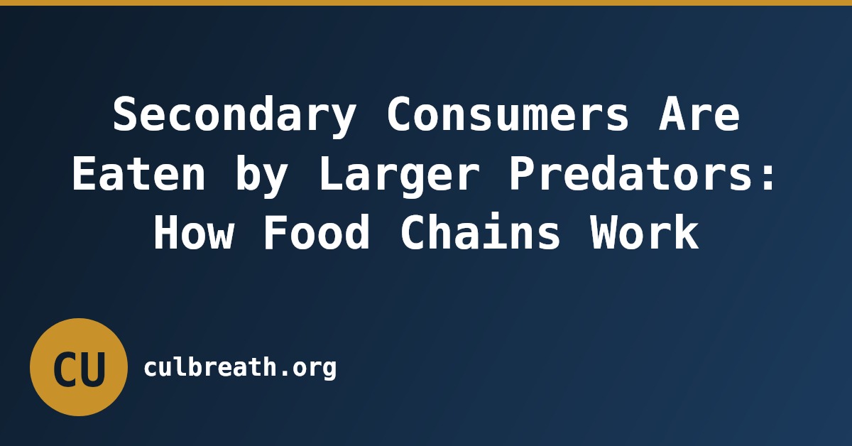 Secondary Consumers Are Eaten by Larger Predators: How Food Chains Work