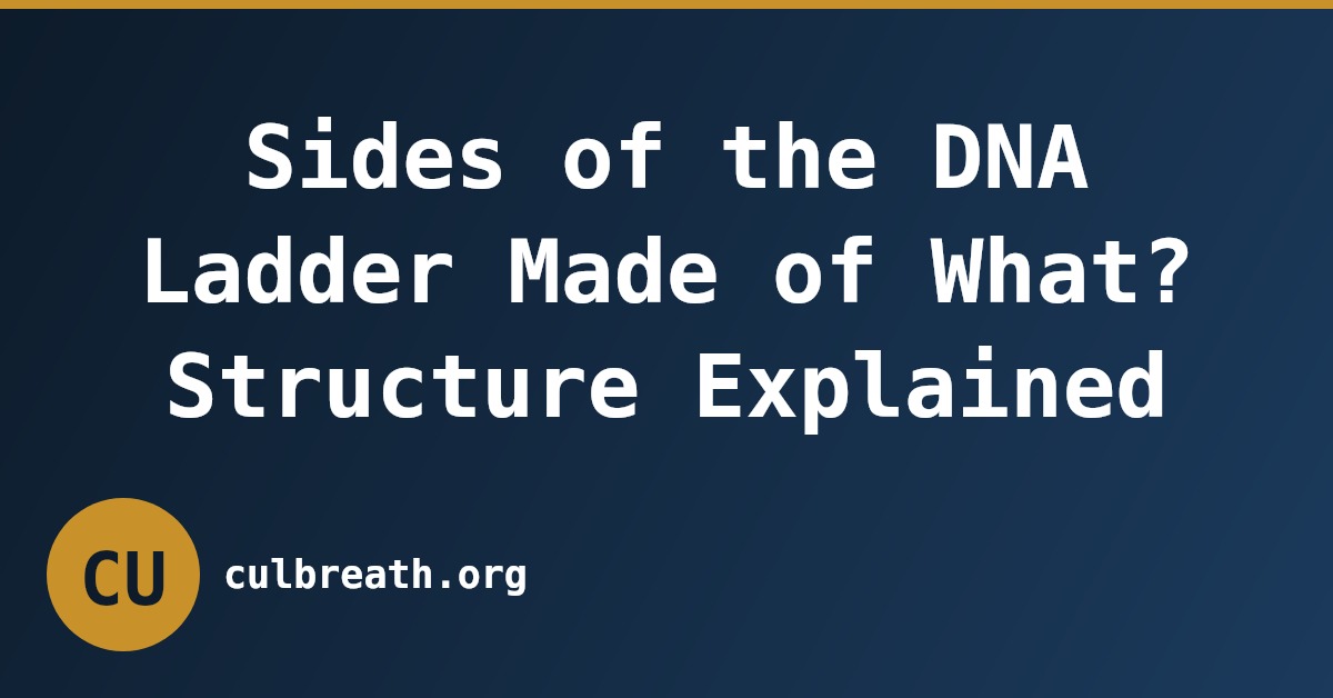 Sides of the DNA Ladder Made of What? Structure Explained